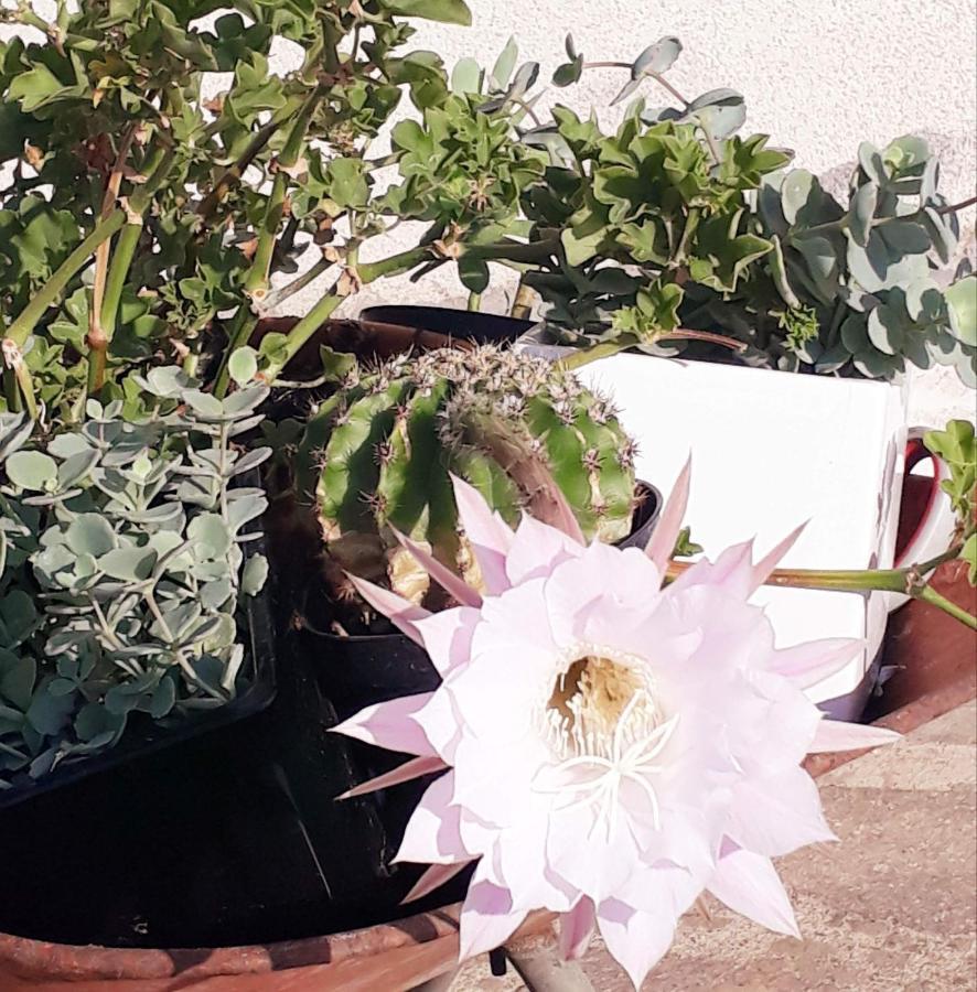 Il Faggio 17 B&B Artena Buitenkant foto