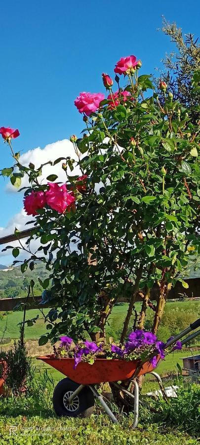 Il Faggio 17 B&B Artena Buitenkant foto